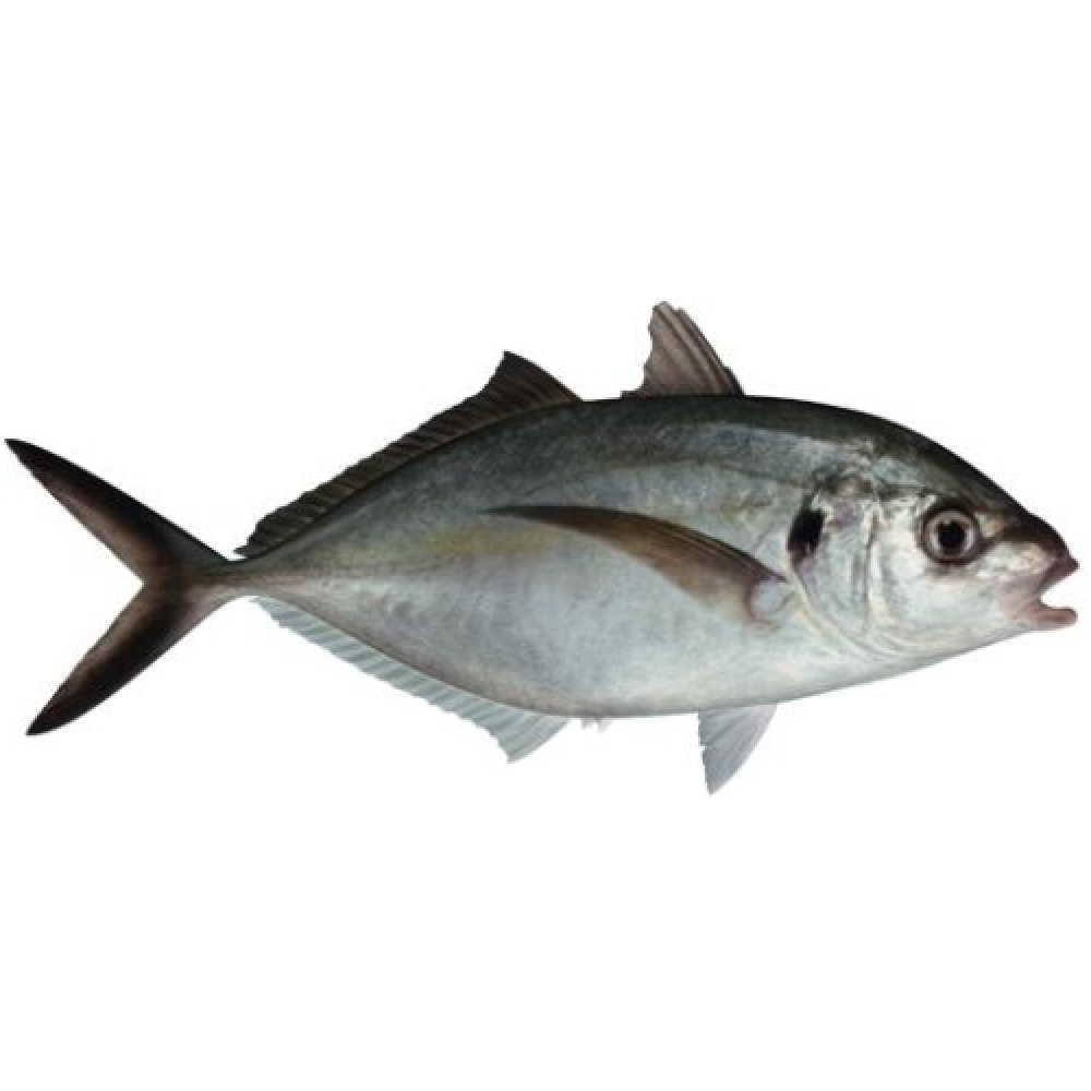 Рыба желтохвост (лакедра)