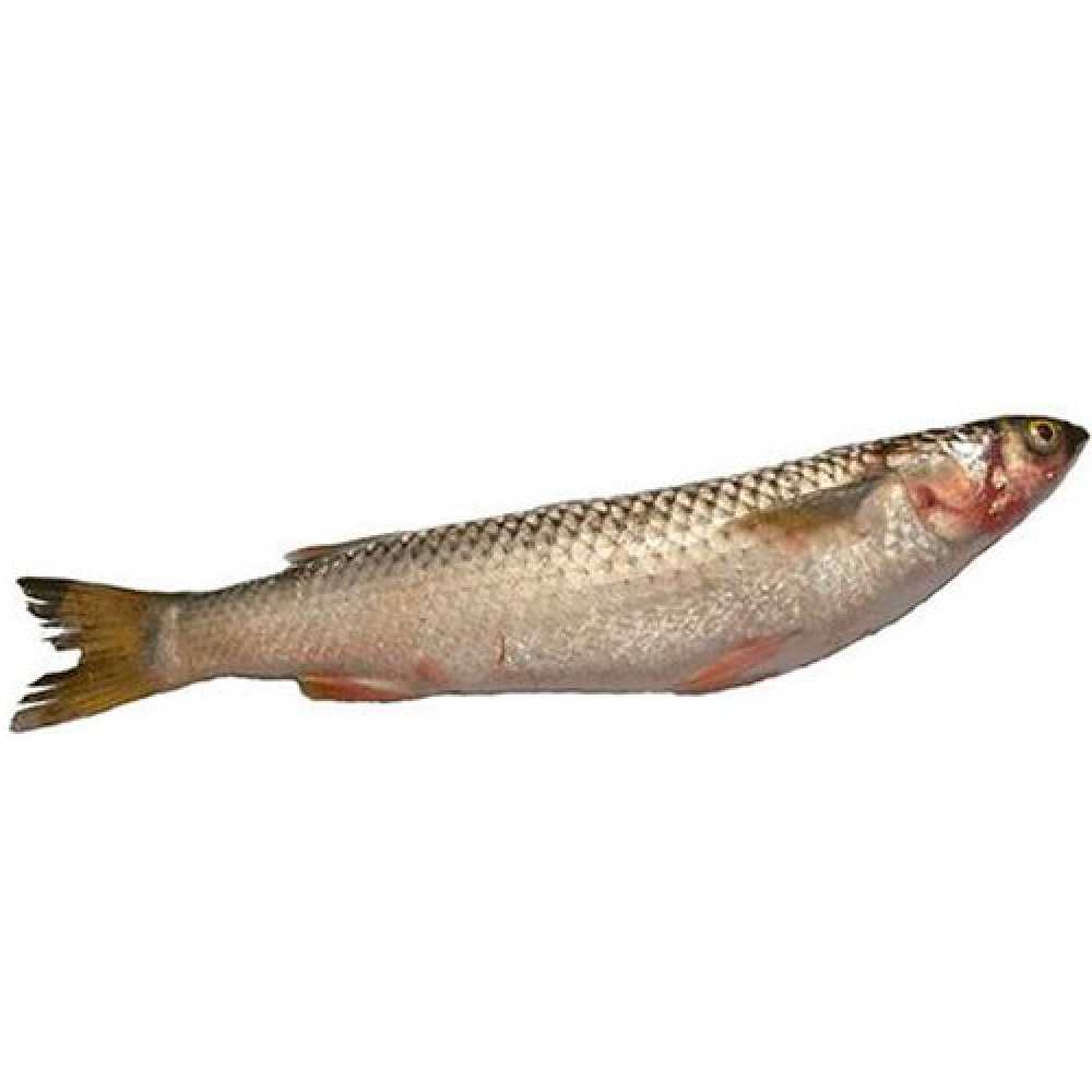 Рыба пеленгас