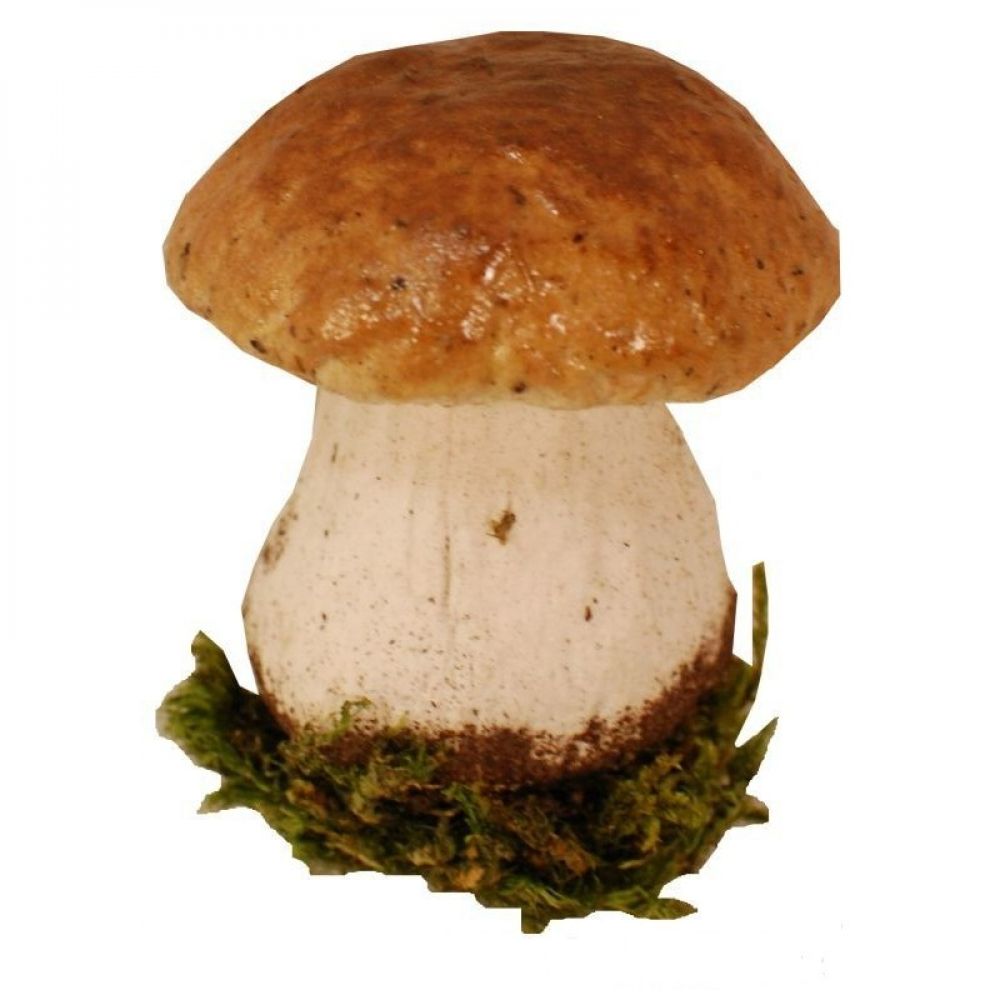Белый гриб, сырой