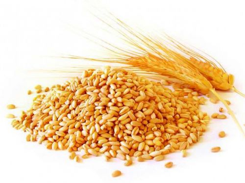 Пшеница мягкая белозёрная