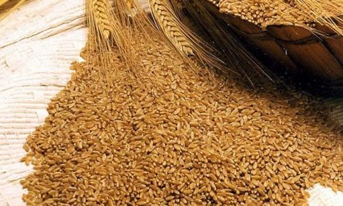 Пшеница мягкая краснозёрная озимая