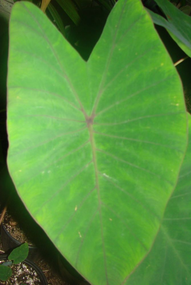 Колоказия (таро), листья, сырые