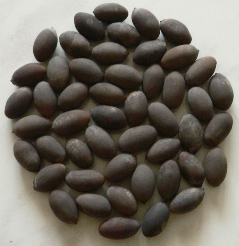 Семена лотоса, сушеные