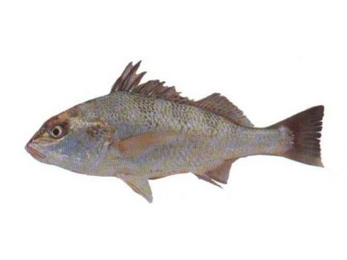Кабан-рыба