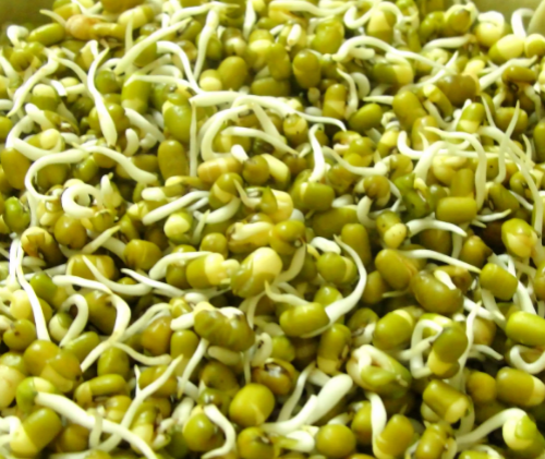 Бобы мунг, спелые проросшие семена, консервированные, сухой продукт без маринада