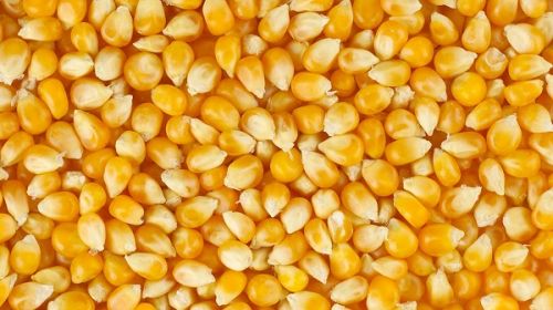 Кукуруза, зерно продовольственное