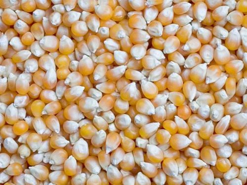 Сушеные кукурузные зерна, белые, консервированные