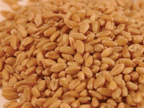 Зерно мягкой пшеницы