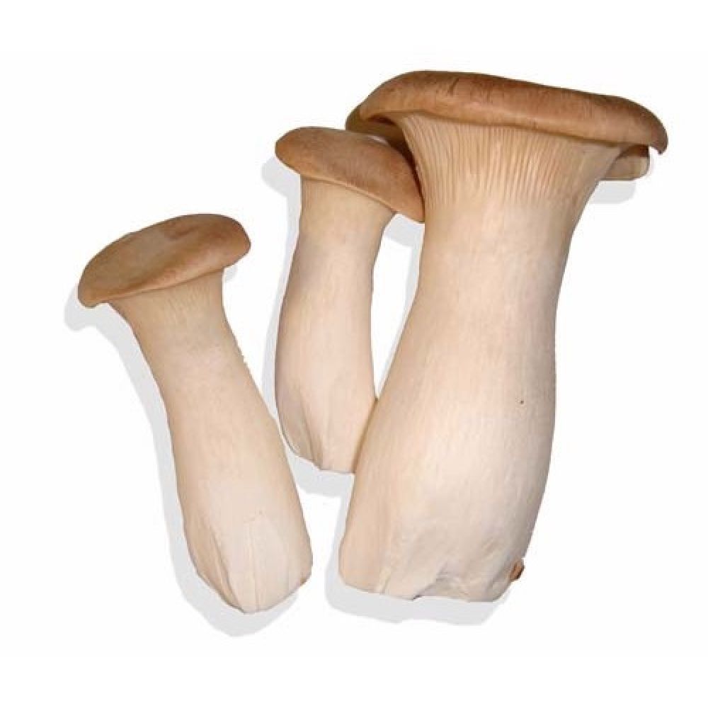 Белый степной гриб (Еринги)