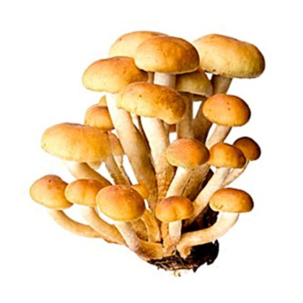 Карточки грибы опята