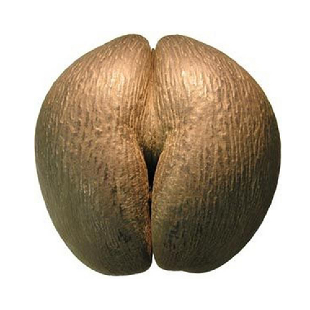 Сейшельский орех коко-де-мер