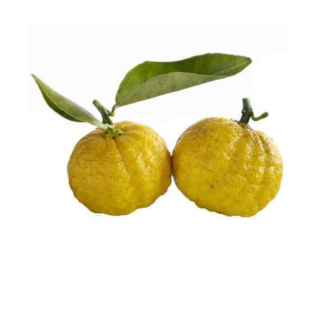 Японский лимон (Юзу)