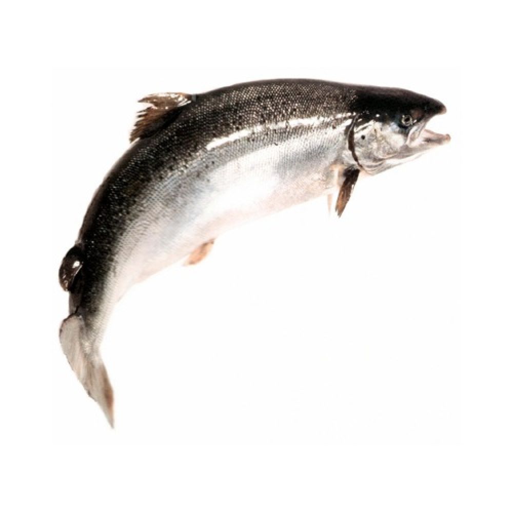 Рыба лосось (семга)