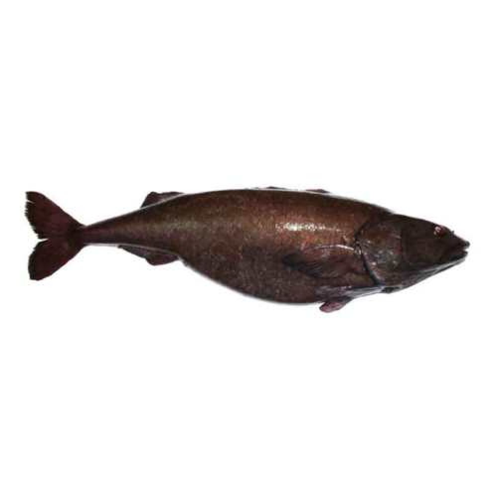 Черная треска (Угольная рыба)