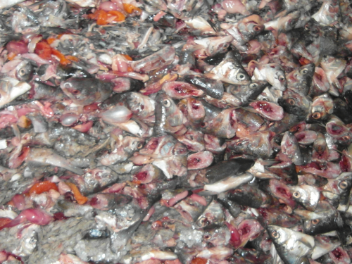 Отходы рыбные пищевые
