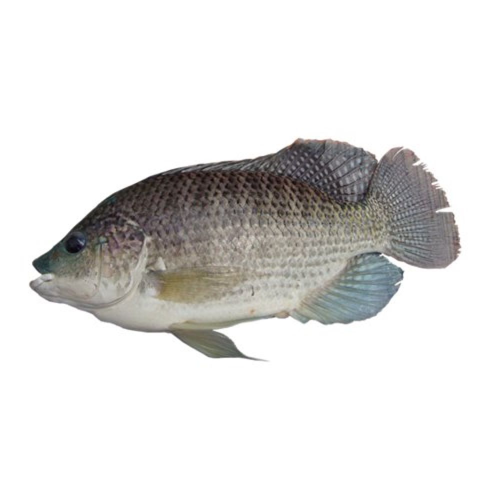 Рыба тилапия