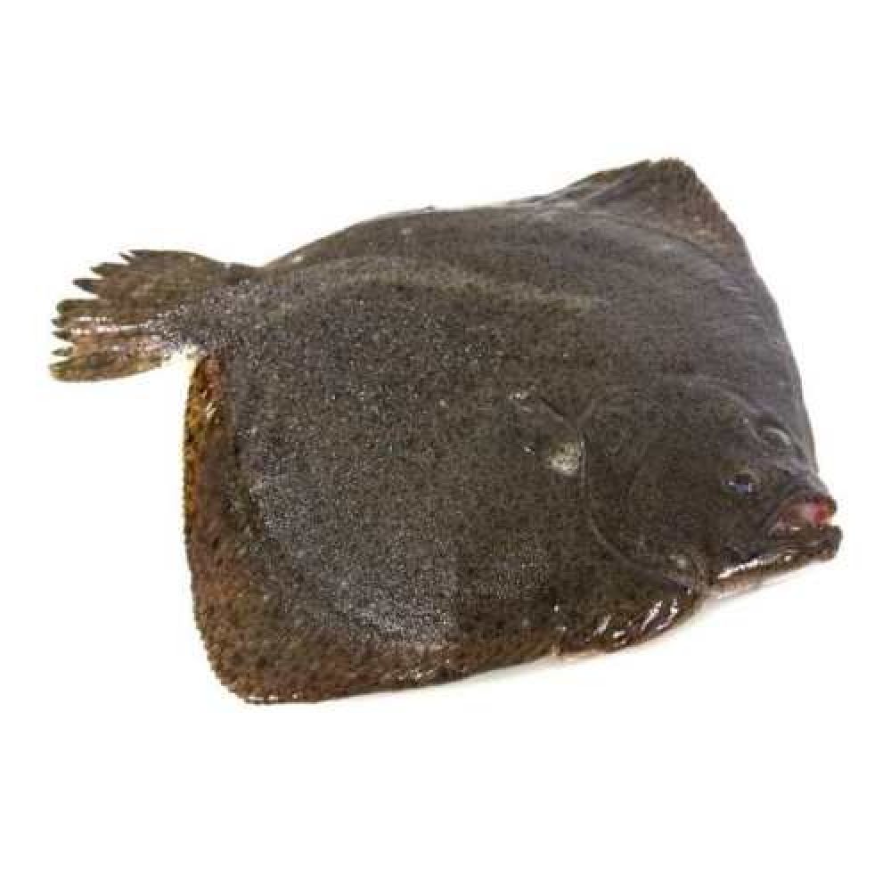 Рыба тюрбо