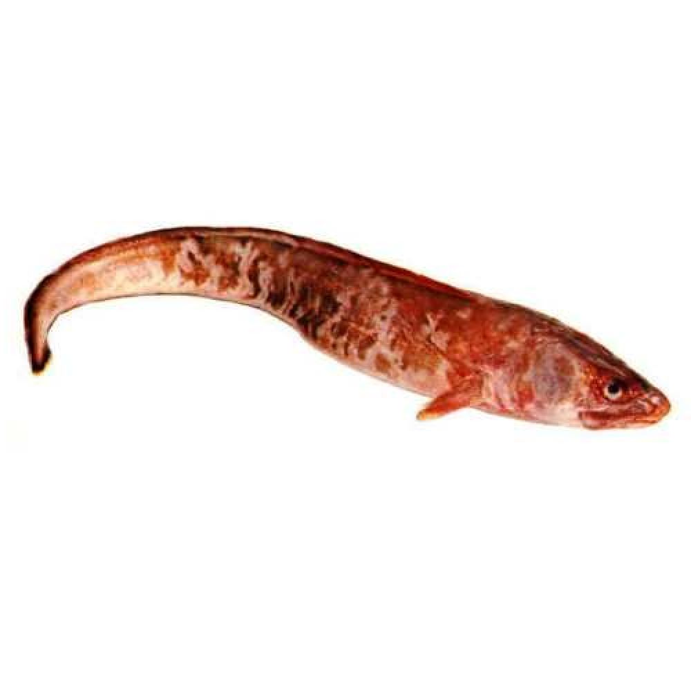 Рыба конгрио (кинг клип)