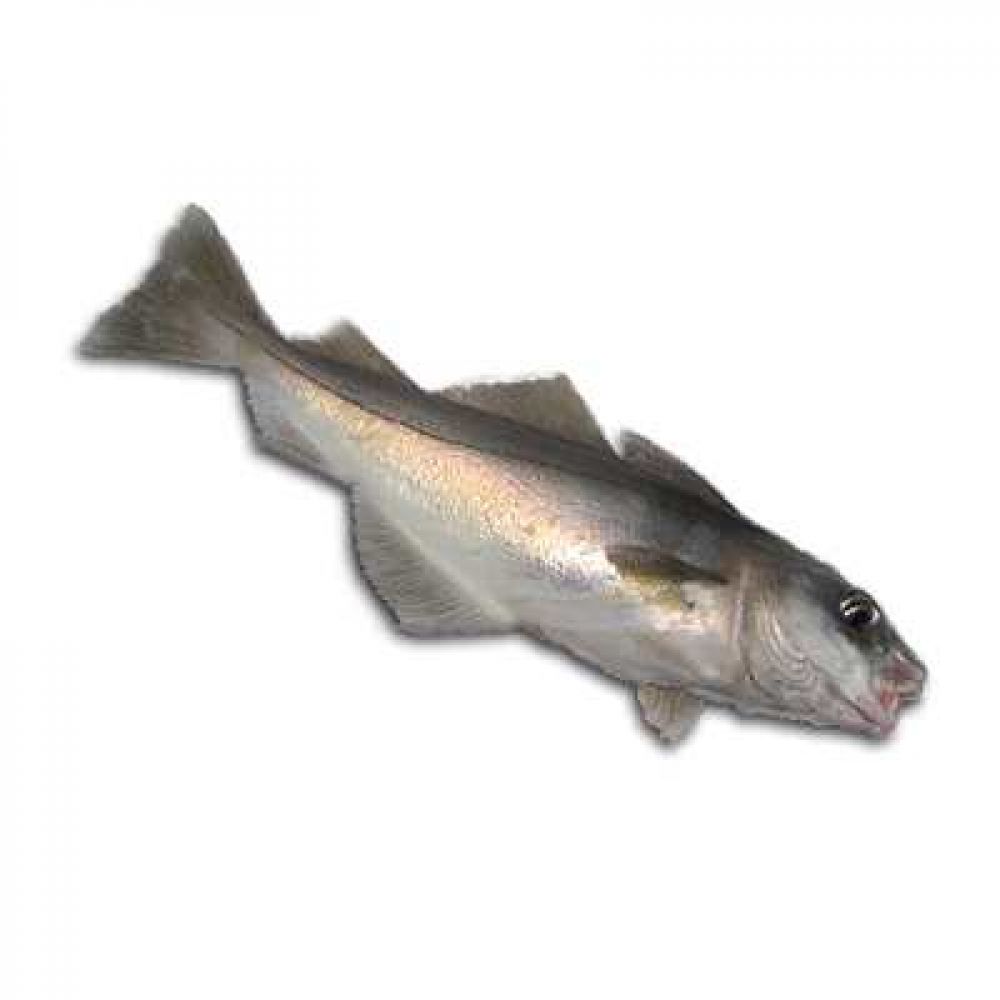 Рыба пикша фото