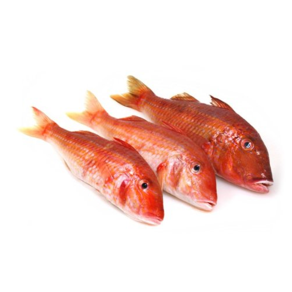 Рыба барабулька (султанка)