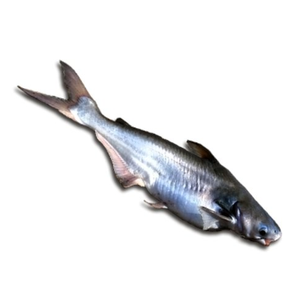 Рыба пангасиус