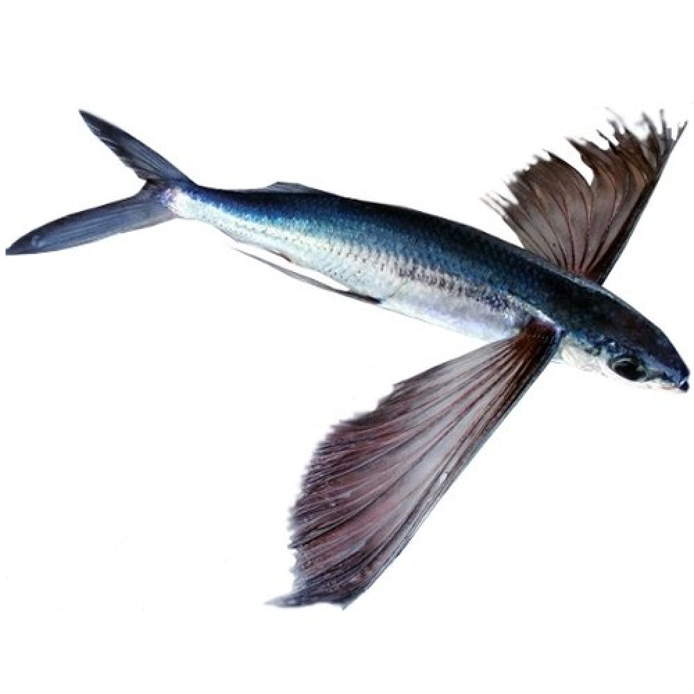 Крылья летучей рыбы. Летучая рыба тобико. Четырехкрылая летучая рыба. Рыба с крыльями. Летучая рыба строение.