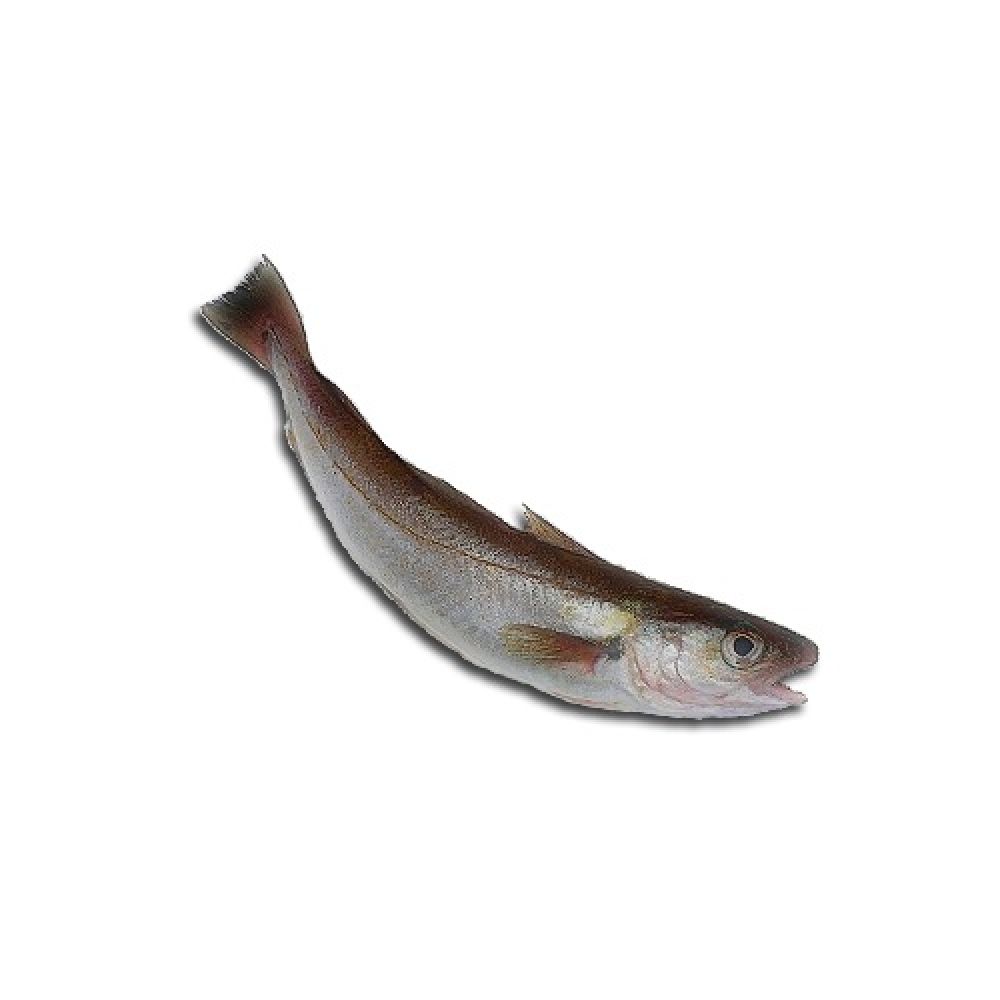 Рыба мерланг