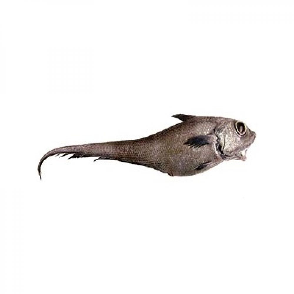 Рыба макрурус (хоки)