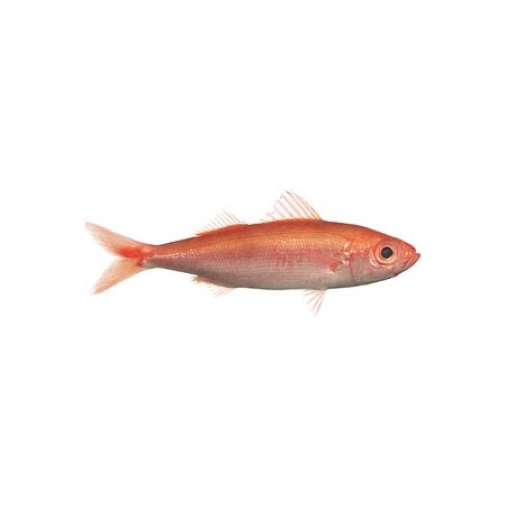 Рыба красноглазка