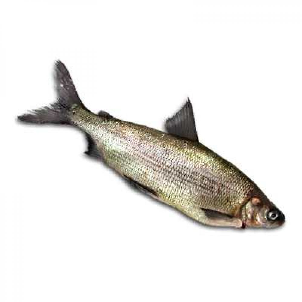 Рыба чир (щокур)
