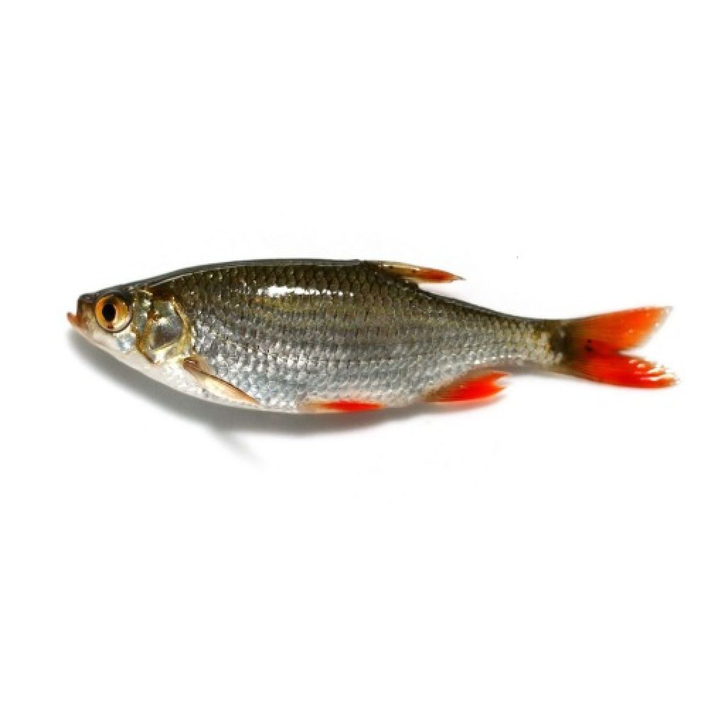 Рыба красноперка