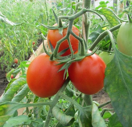 Помидоры (томаты), парниковые